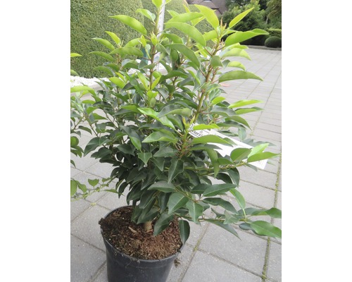 Vavrínovec portugalský FloraSelf Prunus lusitanica „Angustifolia“ 60-80 cm květináč 5 l-0
