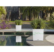 Dva biele kvetináče s rastlinami v záhrade pri bazéne