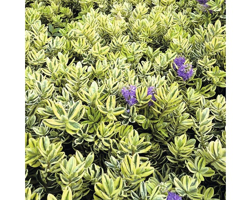 Na obrázku je rastlina živého plota s fialovými kvetmi.