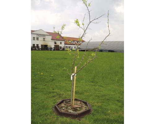 Mladý strom s podporným stĺpikom a mulčovacou miskou na lúke.