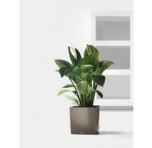 Lopatkovec v kvetináči