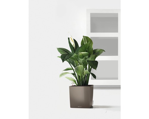 Lopatkovec v kvetináči