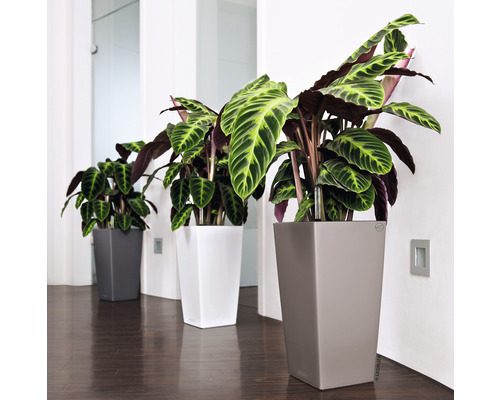 Tri rastliny Calathea v sivých, bielych a béžových kvetináčoch v interiéri