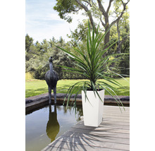 Samozavlažovací kvetináč Lechuza Cubico Color plast 40x40x75 cm biely