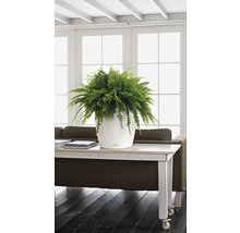 Samozavlažovací kvetináč Lechuza Classico Color plastový Ø 35 v. 33 cm biely