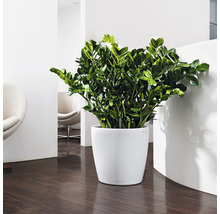 Samozavlažovací kvetináč Lechuza Classico Color plastový Ø 35 v. 33 cm biely