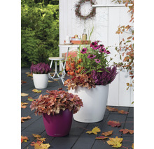 Samozavlažovací kvetináč Lechuza Classico Color plastový Ø 43 v. 40 cm biely