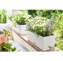 Plastové kvetináče s kvitnúcimi rastlinami na terase