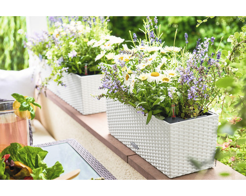 Plastové kvetináče s kvitnúcimi rastlinami na terase