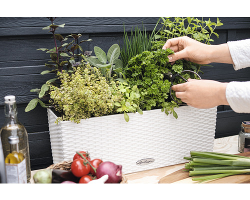 Balkónový kvetináč s bylinkami a osobou zbierajúcou petržlen