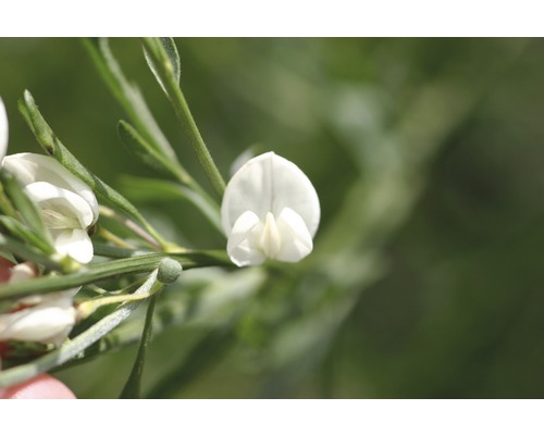 Zanoväť skorá na kmienku FloraSelf Cytisus praecox 'White Lion' výška kmeňa 60 cm kvetináč 4 l Zanoväť skorá na kmienku FloraSelf Cytisus praecox 'White Lion' výška kmeňa 60 cm kvetináč 4 l