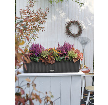 Samozavlažovací kvetináč Lechuza Balconera Cottage plastový 80x19x19 cm sivý