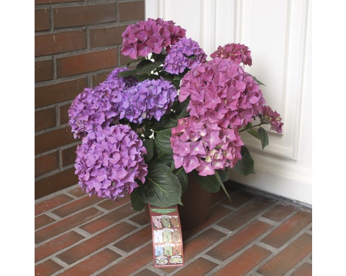 Hortenzia v kvetináči s fialovými a ružovými kvetmi.