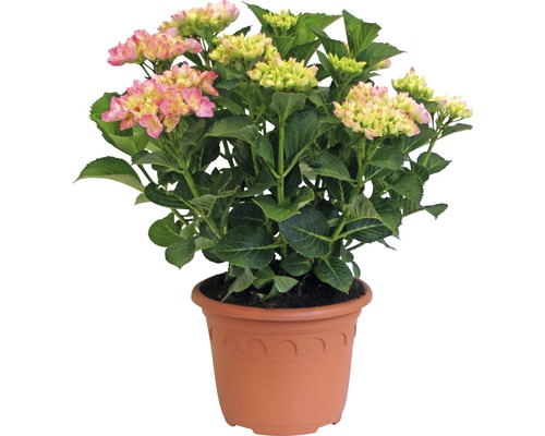 Hortenzia záhradná, hortenzia veľkolistá FloraSelf Hydrangea macrophylla 'Hovaria Sweet Fantasy' výška 30-40 cm kvetináč 4,6 l