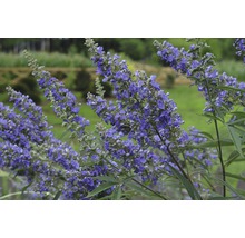 Vitex jahňací Vitex agnus castus 'Delta Blues' ® výška 40-50 cm kvetináč 4,5 l