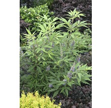 Vitex jahňací Vitex agnus castus 'Delta Blues' ® výška 40-50 cm kvetináč 4,5 l