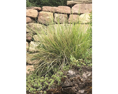 Ostrevka FloraSelf Sesleria autumnalis 5-30 cm kvetináč 0,5 l