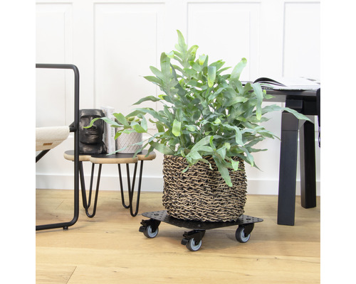 Izbová rastlina v košíku na kolieskovom podstavci
