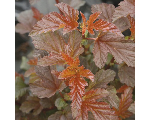 Tavoľa kalinolistá FloraSelf Physocarpus opulifolius 'Lady in Red' výška 50-60 cm kvetináč 4 l