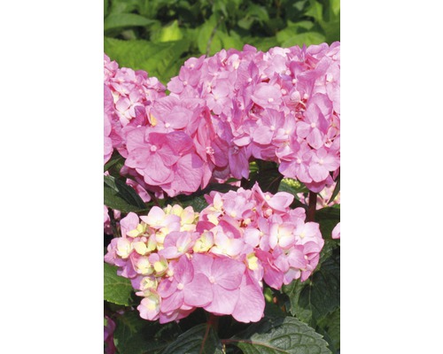 Detail ružového kvetu hortenzie.