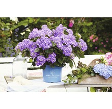 Kvitnúca hortenzia Endless Summer Collection v kvetináči na záhradnej lavičke