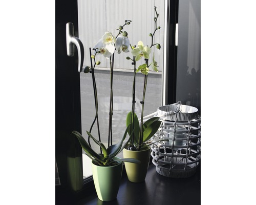 Dve kvitnúce orchidey v kvetináčoch a lampáš na okennom parapete.