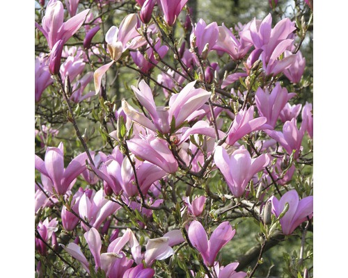 Magnólia FloraSelf Magnolia 50-60 cm kvetináč 5 l, rôzne druhy