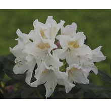 Detail biely kvet rododendronu