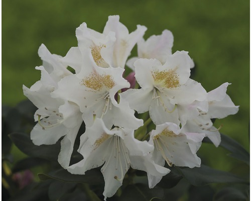 Rododendron FloraSelf® Rhododendron hybrid 'biely' výška 25-30 cm