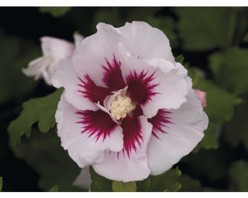 Detail kvetu ibišteka s bielymi okvetnými lístkami a červeným stredom