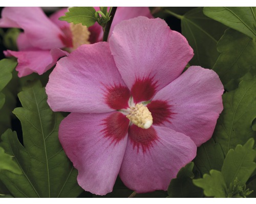 Detailný záber ružového kvetu ibišteka so zelenými listami.