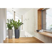 Dve izbové rastliny v štruktúrovaných kvetináčoch vo svetlej miestnosti