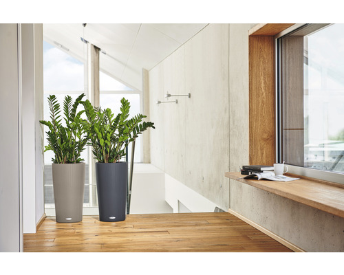 Dve izbové rastliny v štruktúrovaných kvetináčoch vo svetlej miestnosti