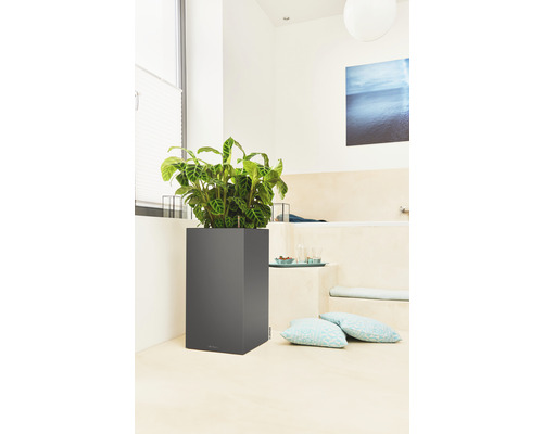 Rastliny vo štvorcovej nádobe na rastliny v kúpeľni