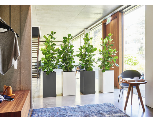 Interiér so štyrmi rastlinami v štvorcových kvetináčoch