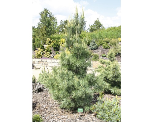 Borovica himalájska Pinus wallichiana 'Densa Hill' výška 60-80 cm kvetináč 7,5 l