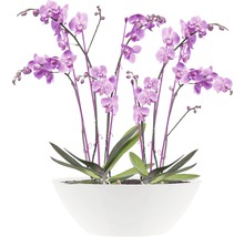 Orchidea s fialovými kvetmi v bielej miske
