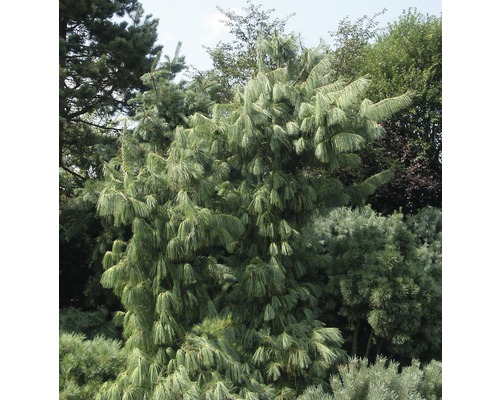 Japonská borovica hladká v záhrade