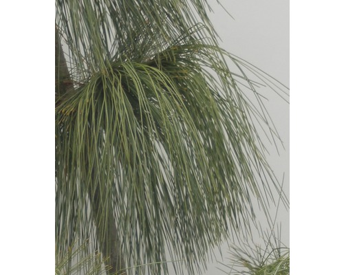 Detail borovicového ihličia