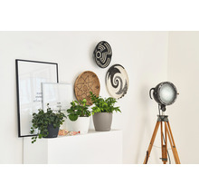 Dekoratívny interiér s rastlinami v kvetináčoch, nástennými dekoráciami a reflektorom na statíve.