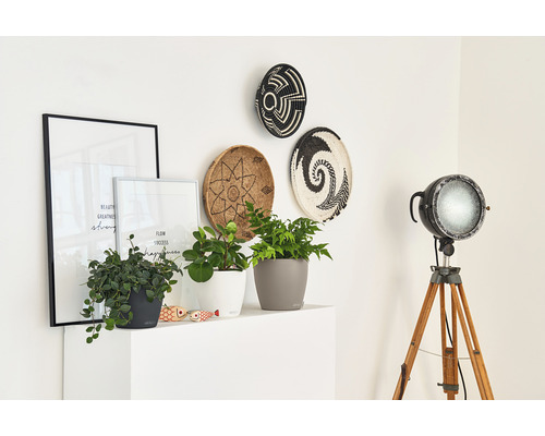Dekoratívny interiér s rastlinami v kvetináčoch, nástennými dekoráciami a reflektorom na statíve.