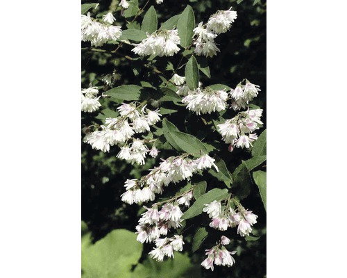 Trojpuk FloraSelf Deutzia scabra „Plena“ 80-100 cm kvetináč 10 l