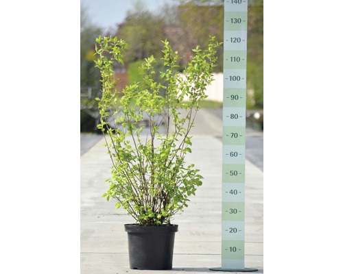 Dráč v kvetináči s uvedením veľkosti