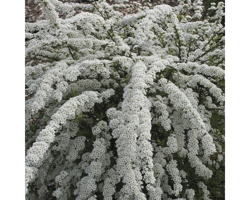 Tavoľník nevesta s bielymi kvetmi