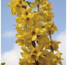 Detailný záber kvetov zlatice na vetve na pozadí modrej oblohy