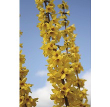 Kvitnúca zlatovka na pozadí modrej oblohy