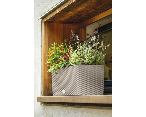 Kvetináč s rôznymi bylinkami v okne