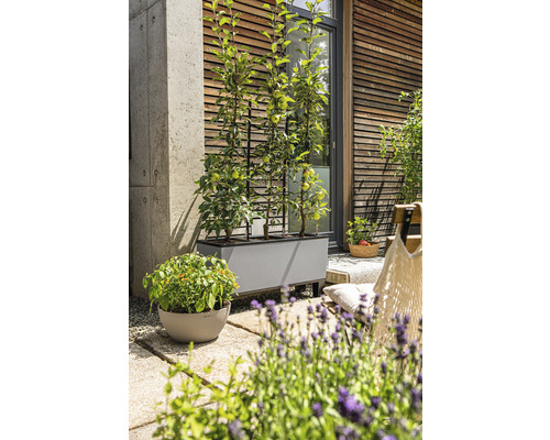 Scéna so sivým kvetináčom s mrežou a rastlinami na terase.