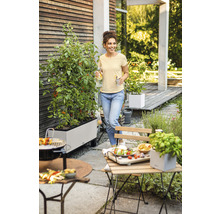 Záhradná scéna s rastlinami paradajok v kvetináči, záhradným nábytkom a ženou s nápojmi