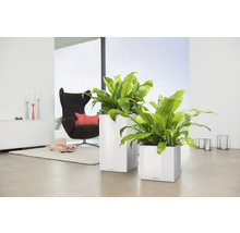 Dva biele kvetináče s rastlinami v svetlej miestnosti.